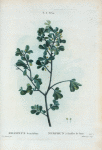 Rhamnus buxifolius = Nerprun à feuilles de buis.