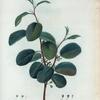 Rhamnus Alpinus = Nerprun des Alpes.