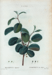 Rhamnus Alpinus = Nerprun des Alpes.