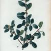 Rhamnus alaternus = Nerprun alaterne.