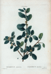Rhamnus alaternus = Nerprun alaterne.