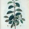 Rhamnus frangula = Nerprun bourgene.