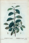 Rhamnus frangula = Nerprun bourgene.