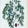Ziziphus sativa = Jujubier cultivé.