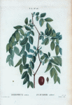 Ziziphus sativa = Jujubier cultivé.