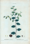 Paliurus aculeatus = Paliure épineux.