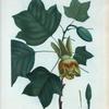 Liriodendron tulipifera = Tulipier de Virginie.