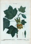 Liriodendron tulipifera = Tulipier de Virginie.
