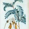 Sophora tetraptera = Sophora à quartre ailes.