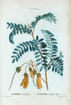 Sophora tetraptera = Sophora à quartre ailes.