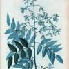 Sophora Japonica = Sophora du Japon.