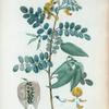 Colutea arborescens = Baguenaudier commun.