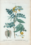Colutea arborescens = Baguenaudier commun.