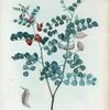 Colutea Orientalis = Baguenaudier d'Orient.