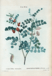 Colutea Orientalis = Baguenaudier d'Orient.