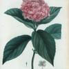 Hortensia opuloïdes = Hortensia à feuilles d'Obier.