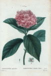 Hortensia opuloïdes = Hortensia à feuilles d'Obier.