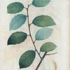 Salix Ulmifolia = Saule à flles. D'Orme.