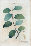 Salix Ulmifolia = Saule à flles. D'Orme.