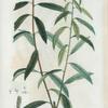 Salix alba = Saule blanc.