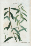 Salix alba = Saule blanc.