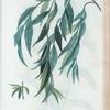 Salix Babylonica = Saule pleureur.