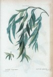 Salix Babylonica = Saule pleureur.