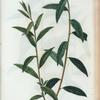 Salix vitellina = Saule-Osier jeaune.