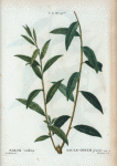 Salix vitellina = Saule-Osier jeaune.