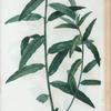 Salix viminalis = Saule pliant