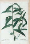 Salix viminalis = Saule pliant