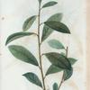 Salix cinerea = Saule cendrè.