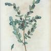 Salix arenaria = Saule des Sables.