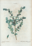 Salix arenaria = Saule des Sables.
