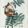 Sorbus aucuparia = Sorbier des Oiseaux. [Rowan or the European Mountain Ash tee]