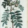 Sorbus domestica = Sorbier domestique. [Resembling the Rowan, but bearing edible fruit]