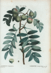 Sorbus domestica = Sorbier domestique. [Resembling the Rowan, but bearing edible fruit]