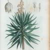 Yucca gloriosa = Yucca fastueux. [Also known as the Spanish dagger]