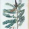 Amorpha fruticosa = Amorpha faux-Indigo.[ False Indigo bush]