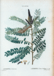 Amorpha fruticosa = Amorpha faux-Indigo.[ False Indigo bush]