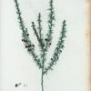 Polygala heisteria = Polygala piquant. [Heath-leaved Milkwort]