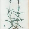 Lavandula spica = Lavande commune. [Broad-leaed lavander or aspic]