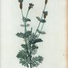 Lavandula stoechas = Lavande stoechas. [French lavander]