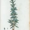 Rosmarinus officinalis = Romarin officinal. [Rosemary]