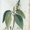 Justica adhatoda = Carmantine en arbre. [Malabar nut]