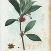 Illicium floridanum = Badiane de la floride. [Purple anise]