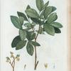 Dirca palustris = dirca des marais. [Leatherwood or Moosewood]