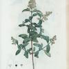 Ligustrum vulgare = Troëne commun. [Common privet]