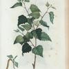 Betula alba = Bouleau blanc. [Birch camphor]