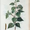 Betula nigra = Bouleau noir. [Black birch, Red birch or River birch]